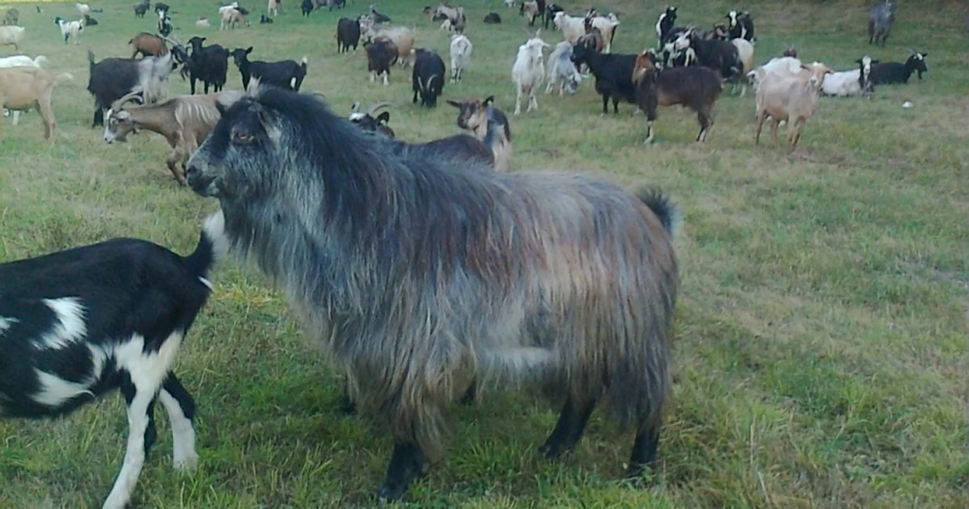 Afacere cu lapte de capra Sibiu FOTO Ramona Gaina 