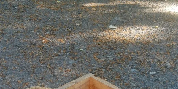 grenadă
