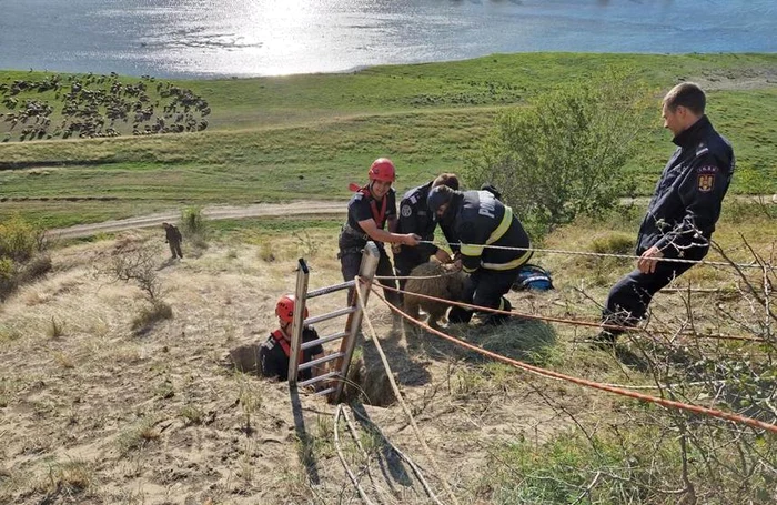 Pompierii au salvat șase oi căzute în groapa adâncă de 10 metri FOTO ISU Bacău