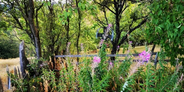 ursici foto daniel guta adevarul