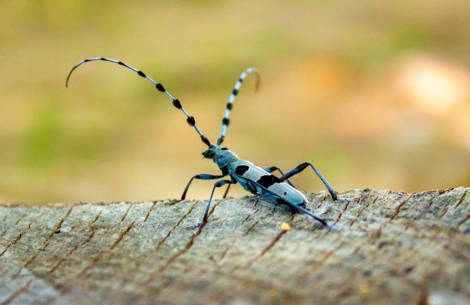 Insecta de care turiștii nu au voie să se atingă în Munții Șureanu. Este preferata amatorilor de fotografii FOTO