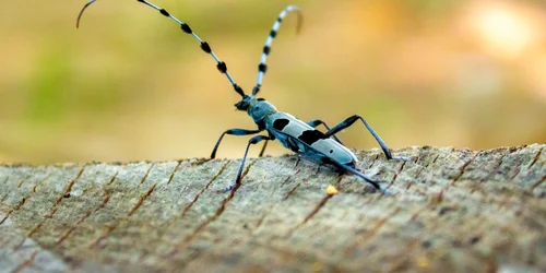 Rosalia Alpina Foto Parcul Natural Grădiștea Muncelului Cioclovina (5) jpg