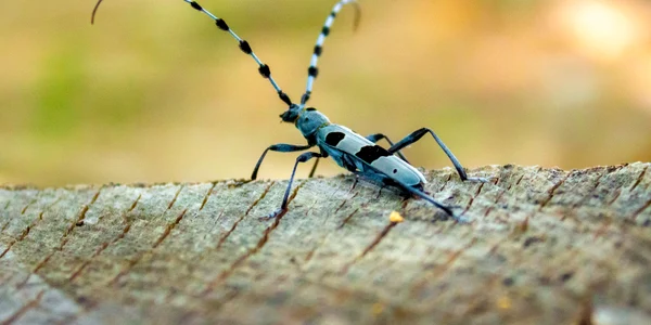 Rosalia Alpina   Foto Parcul Natural Grădiștea Muncelului Cioclovina (5) jpg