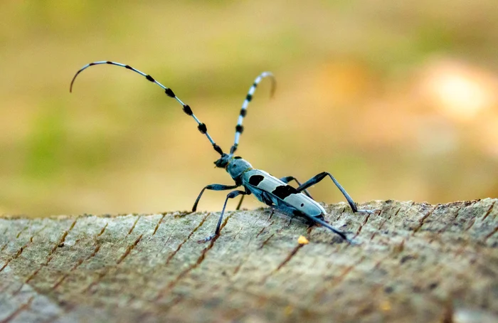 Croitorul alpin. Foto: Parcul Natural Grădiștea Muncelului Cioclovina. 