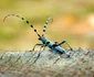 Rosalia Alpina   Foto Parcul Natural Grădiștea Muncelului Cioclovina (5) jpg