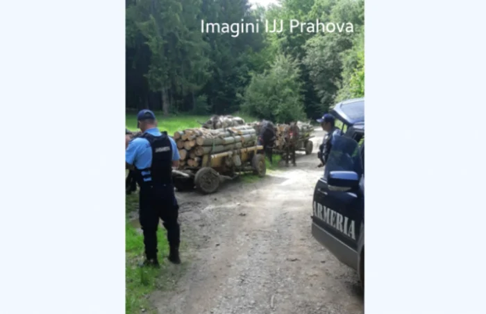 Hoţi de lemne prinşi de către jandarmi FOTO IJJ Prahova