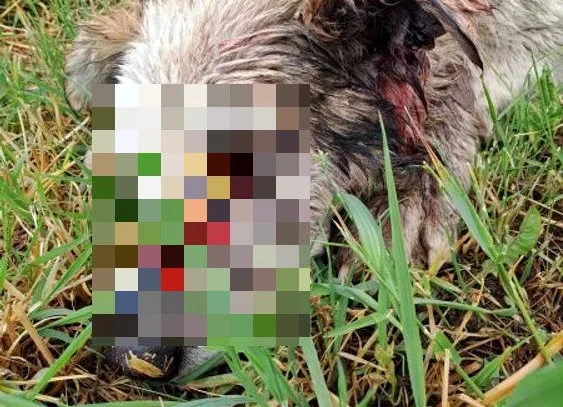 Cățel rănit cu săgeată în ochi  SURSA FOTO: Asociația Casa lui Patrocle 