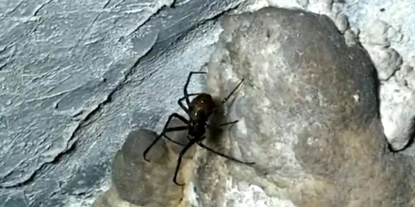 Păianjeni uriaşi în peştera Huda Oilor. Foto captura youtube