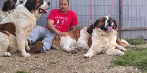 caine saint bernard
