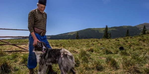 donatie caini ciobanesti conservation carpathia fagaras
