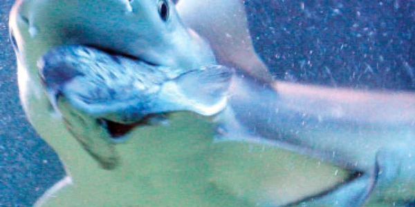 Sturionii şi rechinii dispar  din Marea Neagră