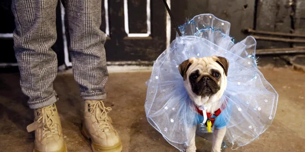  Petrecere a câinilor din rasa pug la Minsk Belarus FOTO  EPA-EFE / Tatyana Zenkovich