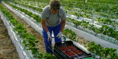 Au fost puse la bătaie 400 de locuri pentru cules căpşuni