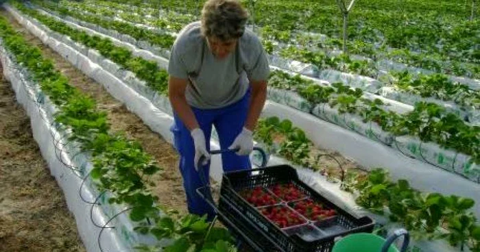 Durata contractului de muncă este de 3 luni, iar timpul de lucru, 39 de ore pe săptămână.