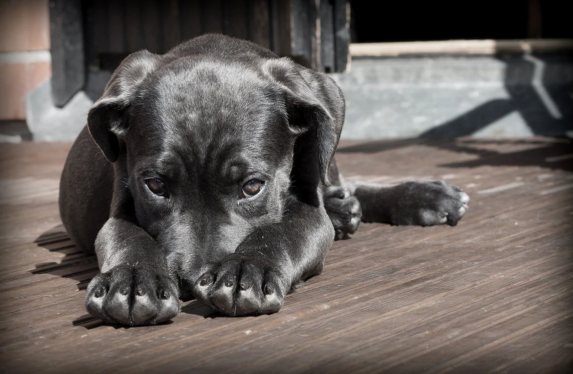 
    Mulți spanioli au adoptat câini pe perioada carantinei doar pentru a avea voie să iasă din caseFoto: Pixabay  