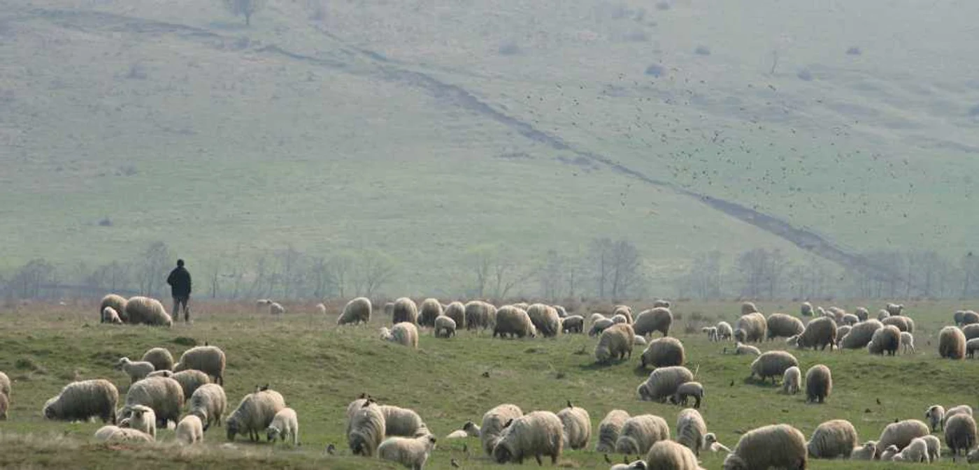 Bărbatul este cioban de peste 70 de ani