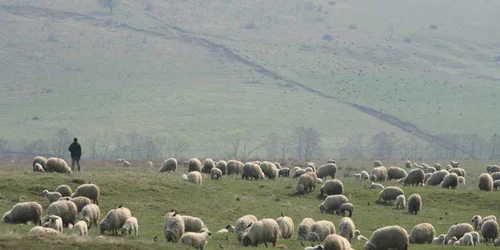 Bărbatul este cioban de peste 70 de ani