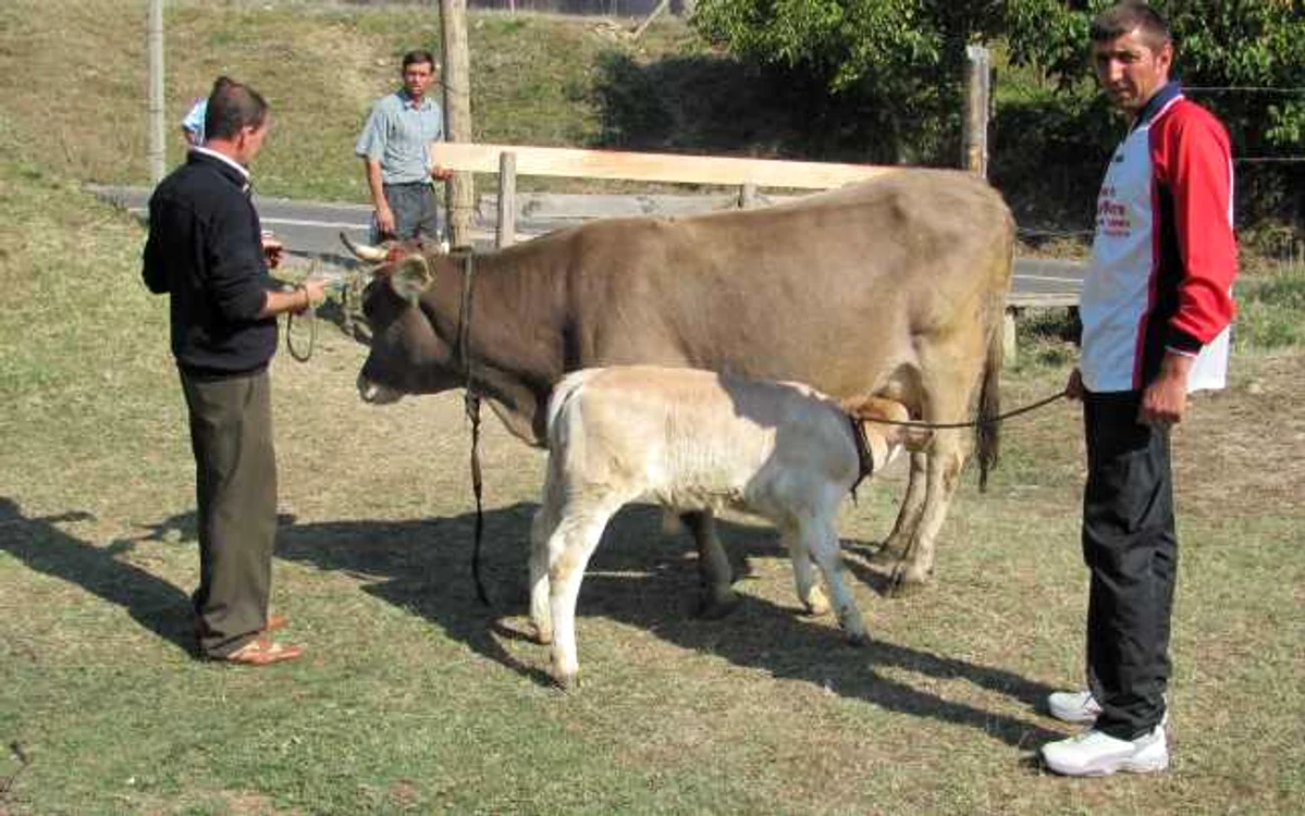 Târgurile de animale au fost sistate pe perioadă nedeterminată