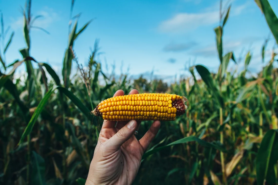 Foto: Unsplash