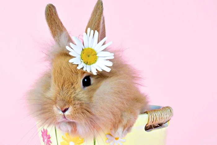 Hait! Astea au capete tari!