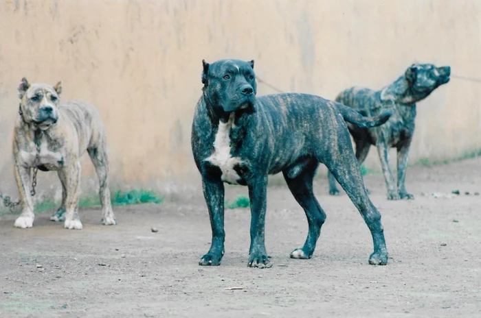 Câinii care au scăpat pe stradă şi au atacat o femeie sunt rasa „presa canario” FOTO Facebook/Presa Canario de Irema Curto