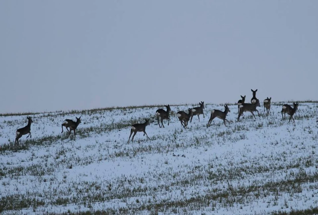 Căprioarele au ieşit din păduri şi sunt mult mai vizibile datorită zăpezii. Foto: Felix Bogdan Dragomir