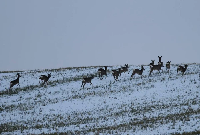 Căprioarele au ieşit din păduri şi sunt mult mai vizibile datorită zăpezii. Foto: Felix Bogdan Dragomir
