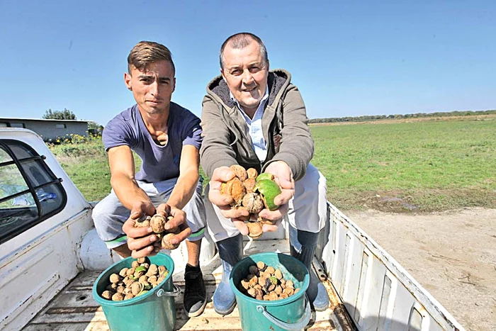 Urmează apoi adunatul nucilor căzute și strângerea acestora în căldări