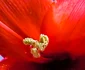 Imagine editată cu Xiaomi Redmi Note 14 Pro 5G - crin cu pistil parțial Foto Daciana Stoica pentru Adevărul