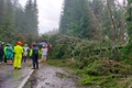 Copaci darâmați de vijelie pe Transalpina FOTO Meteoplus / Facebook