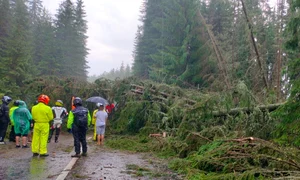 Copaci darâmați de vijelie pe Transalpina FOTO Meteoplus / Facebook