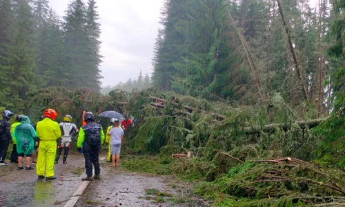 Copaci darâmați de vijelie pe Transalpina FOTO Meteoplus / Facebook