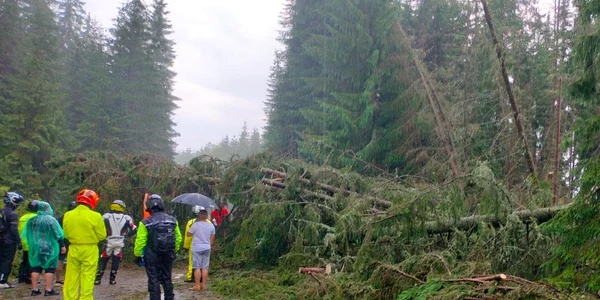 Copaci darâmați de vijelie pe Transalpina FOTO Meteoplus / Facebook