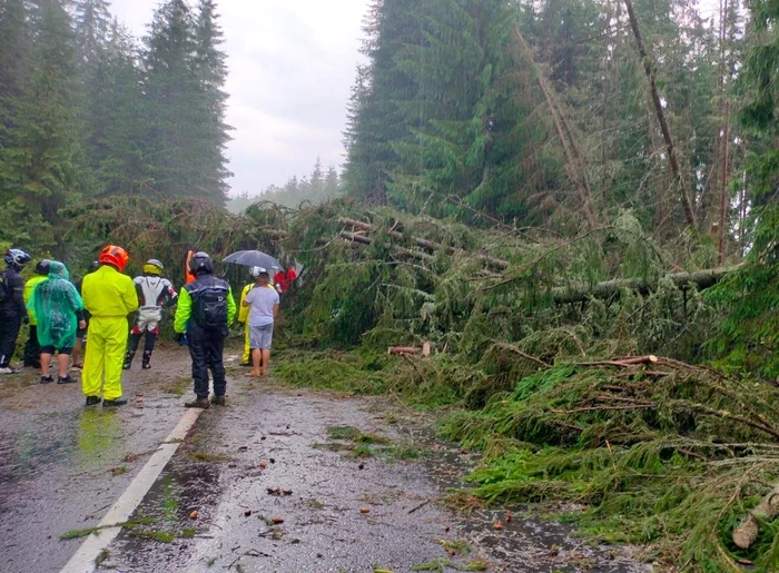 Copaci darâmați de vijelie pe Transalpina FOTO Meteoplus / Facebook
