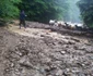 furtuna alba cugir