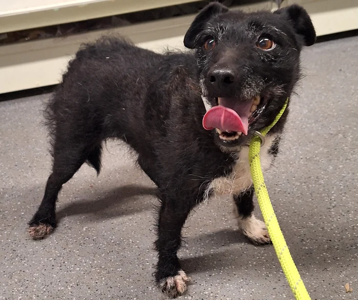 Cățeulușa Rose așteaptă să fie adoptată