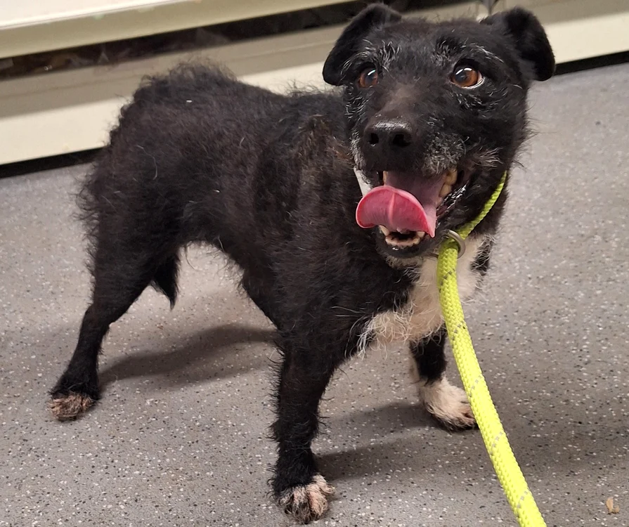 Cățeulușa Rose așteaptă să fie adoptată