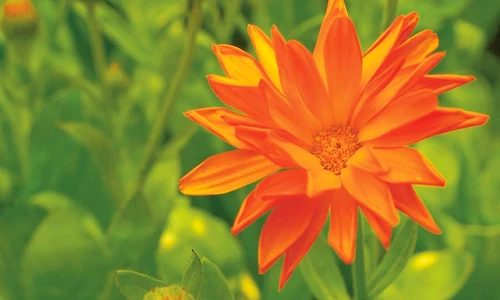 1 57551 original jpg jpeg