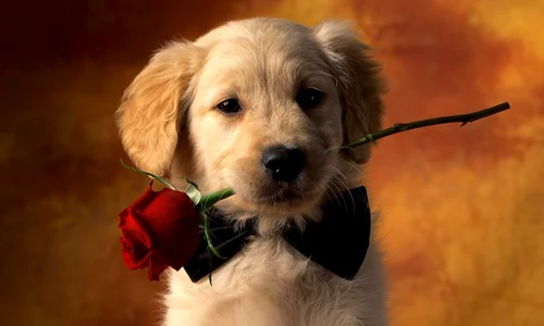 puppy love puppy love dog 1024x768 jpeg