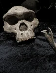 Craniul numărul 5 de la Dmanisi: Homo erectus (© Wikimedia Commons)