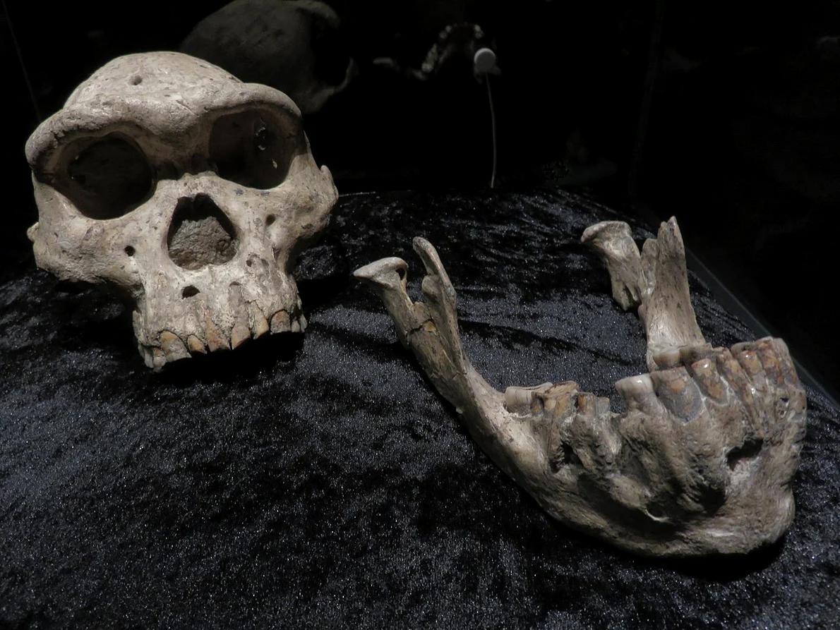 Craniul numărul 5 de la Dmanisi: Homo erectus (© Wikimedia Commons)