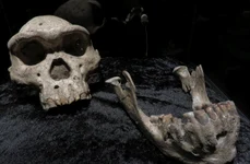 Craniul numărul 5 de la Dmanisi: Homo erectus (© Wikimedia Commons)