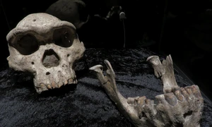 Craniul numărul 5 de la Dmanisi: Homo erectus (© Wikimedia Commons)