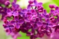 liliac jpg