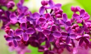 liliac jpg