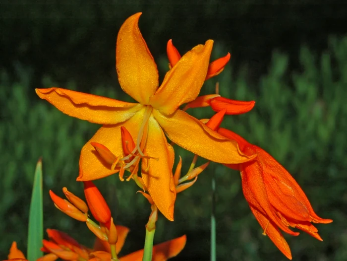 Crocosmia FOTO wikipedia