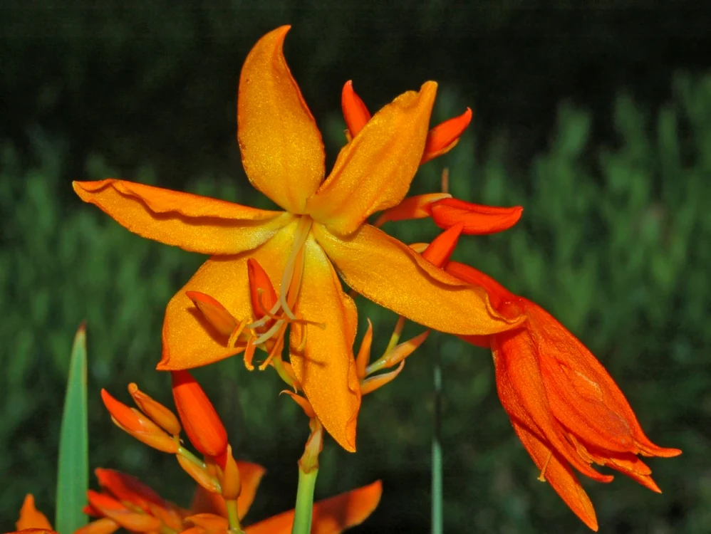 Crocosmia FOTO wikipedia