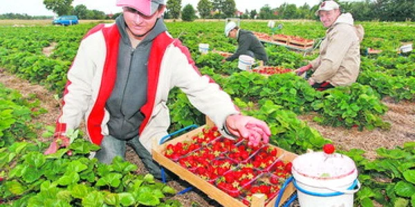 Proiectul pentru aducerea acasa a "capsunarilor" ar putea avea efect contrar