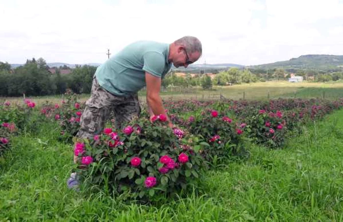 Plantaţie de trandafiri pentru dulceaţă