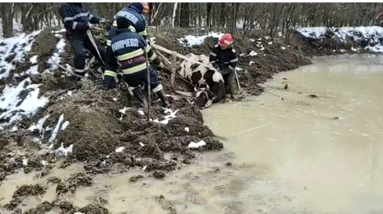 Animalul era epuizat şi în hipotermie Sursa ISU Argeş